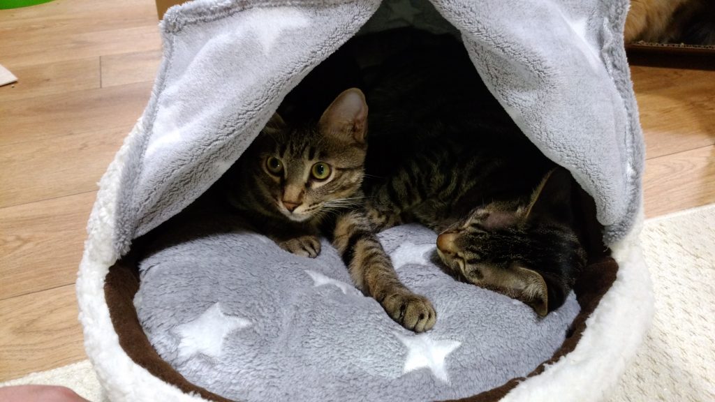 猫,かまくらベッド