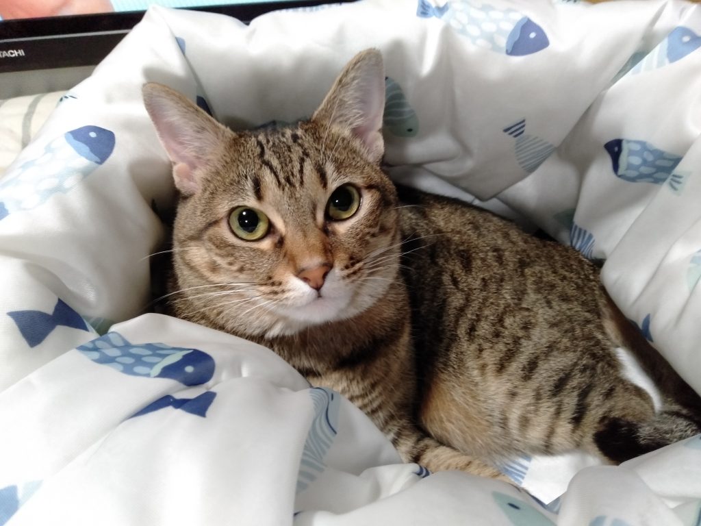 猫,子猫,ニトリ