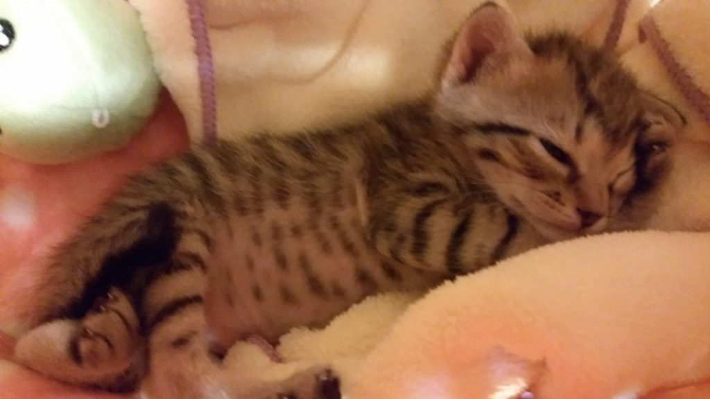 仔猫,子猫,こねこ