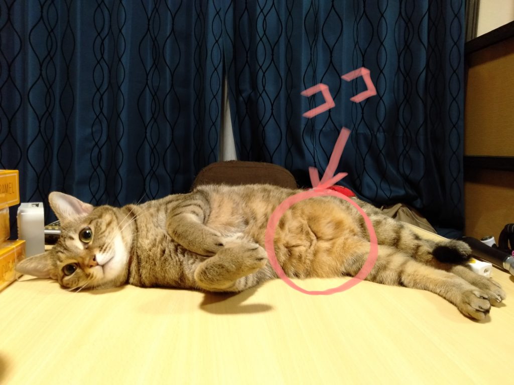 ネコ,猫,ねこ,cat