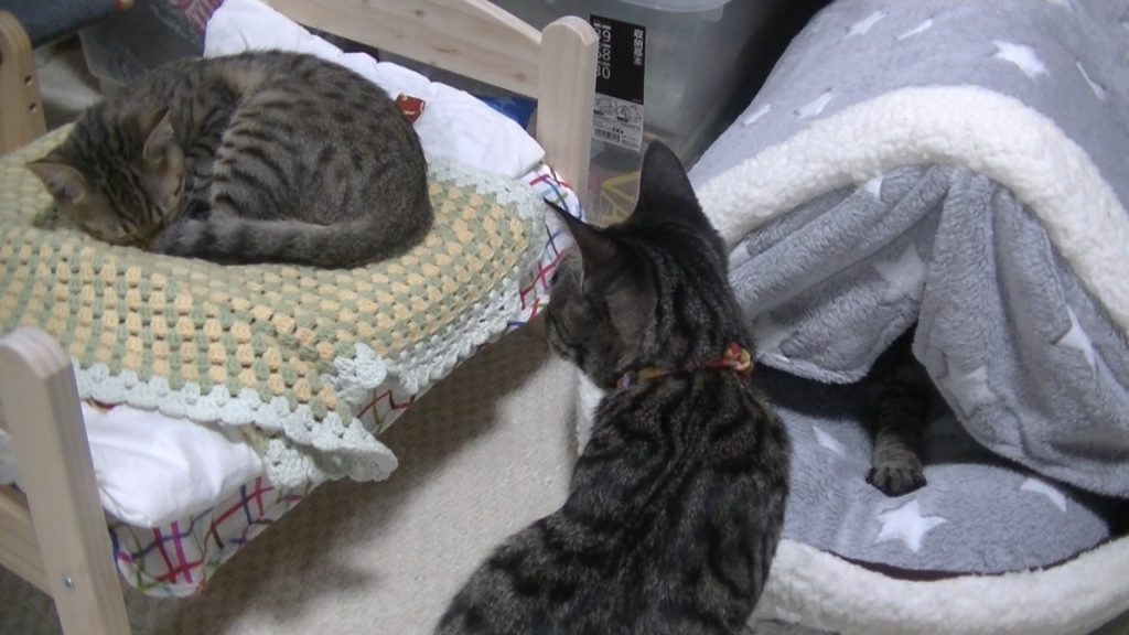 キジトラ猫,子猫,三つ子