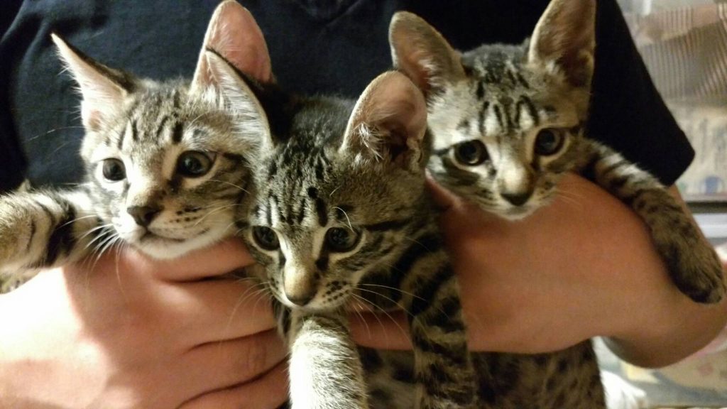 猫,子猫,cat,三つ子