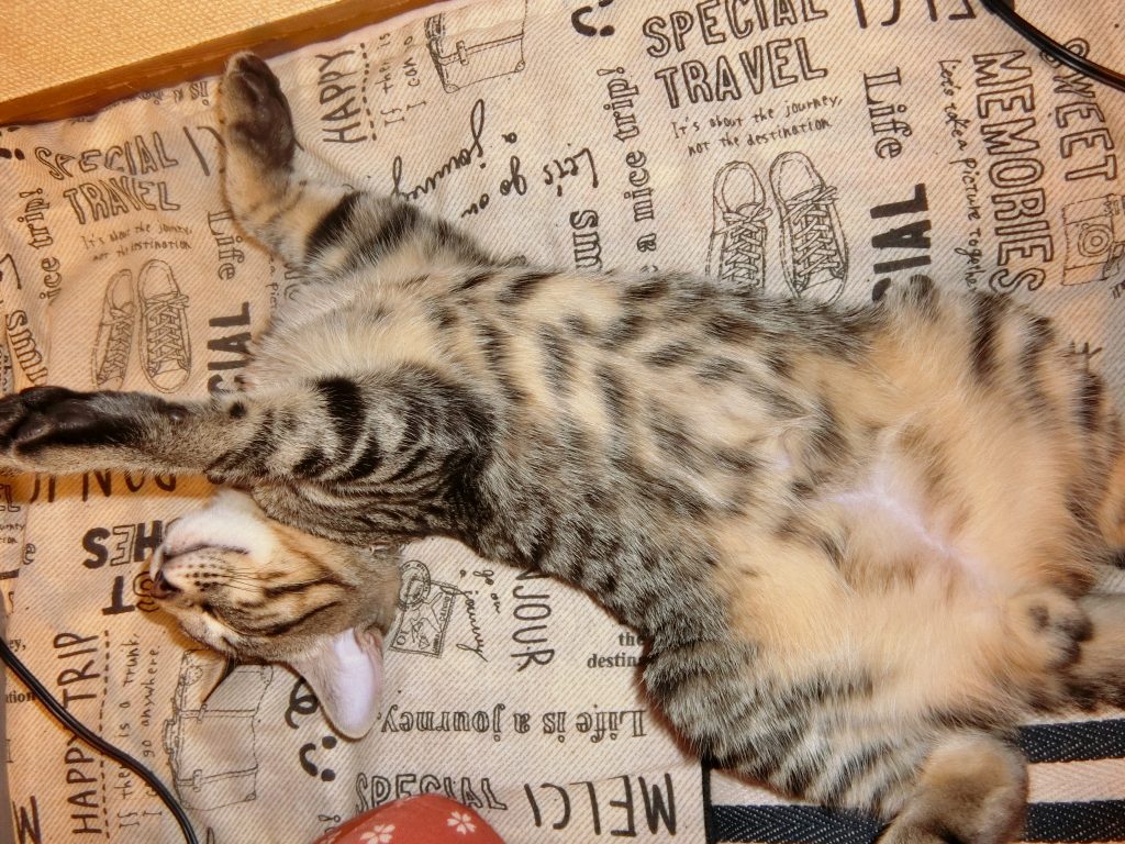 猫,子猫,cat,ねこ,ネコ