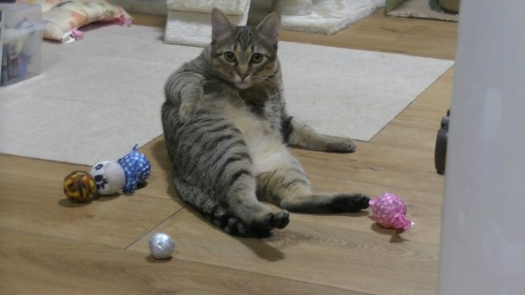 猫,グルーミング