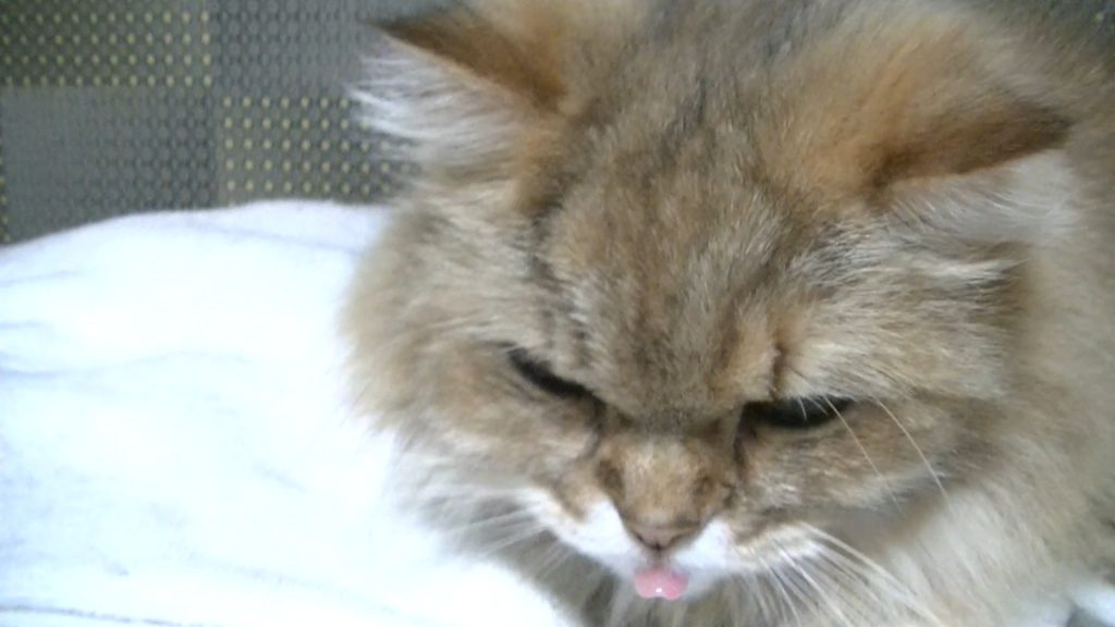 舌のしまい忘れ