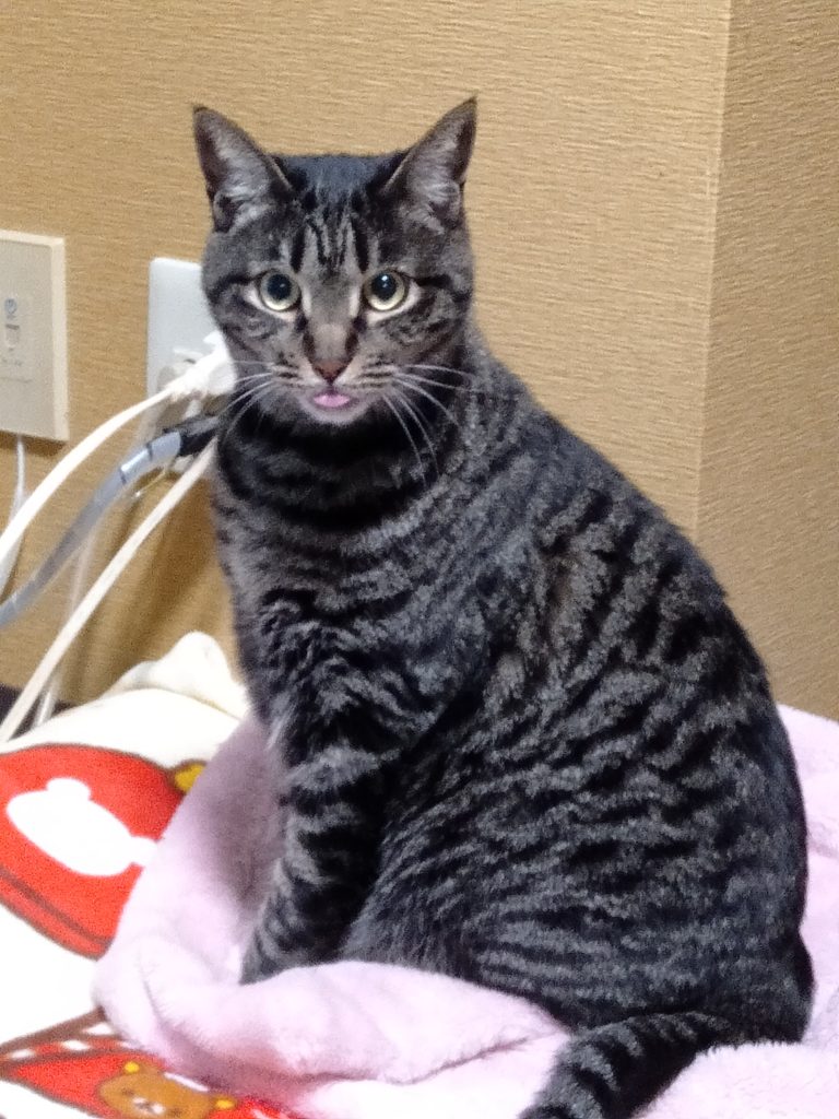 舌のしまい忘れ,猫